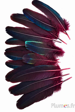 Fazant Swinhoe - 10-17 cm - zwart-nachtblauw-bordeaux